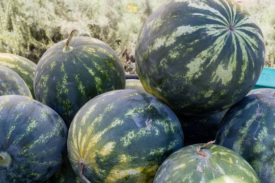 Ripe Watermelons Piled at Farm Stand Fresh Summer Melons Harvested Fruit Market Display