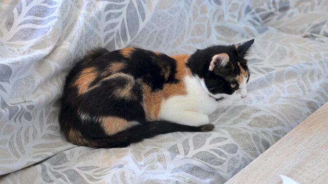 Colorful cat lying on sofa in living room. Calico cat resting on couch at home.