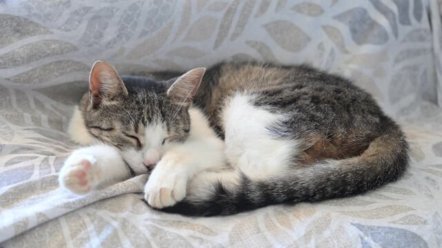Sleeping tabby and white cat curled up on a patterned blanket. Peaceful cat sleeping. 
