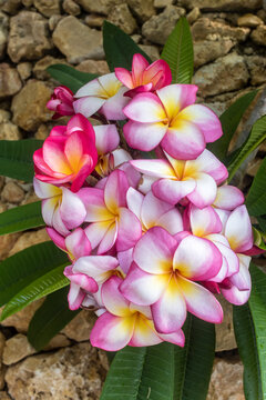 Pink And White Plumeria (Frangipani) Blooms With Yellow Centers Against Tropical Green Leaves