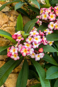 Pink And White Plumeria (Frangipani) Blooms With Yellow Centers Against Tropical Green Leaves