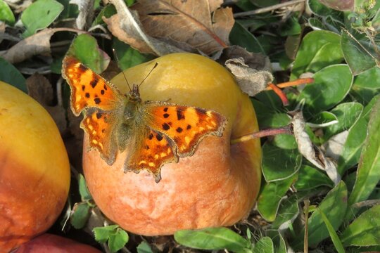 Polygonia butterfly on apple in the garden, closeup