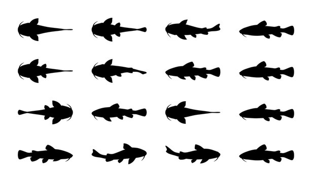 Silhouettes of Catfish, Aquatic Life Vector Icons, Underwater Fauna, Marine Biology Graphics, Black and White Fish Shapes