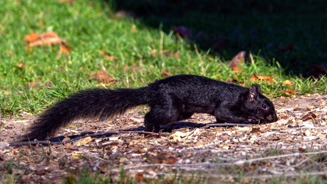A black squirrel foraging on the grassland