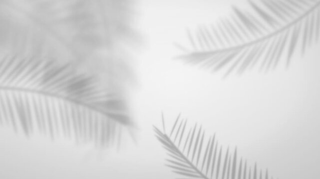 Palm leaves cast shadows on a white background. Looped Animation