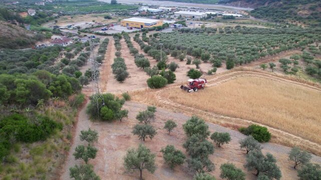 Drone footage of a combine harvester near an olive grove. Aerial photography of a red combine harvester working in a golden wheat field next to rows of green olive trees in a valley.