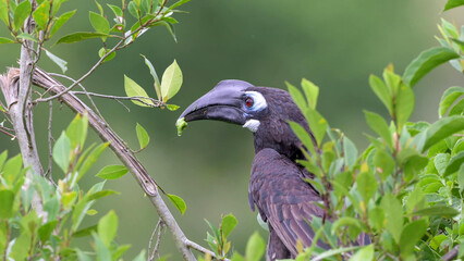 Bushy-crested Hornbill Feeding Among Green Foliage in Borneo Rainforest, Kinabatangan River, Malaysia © Banu