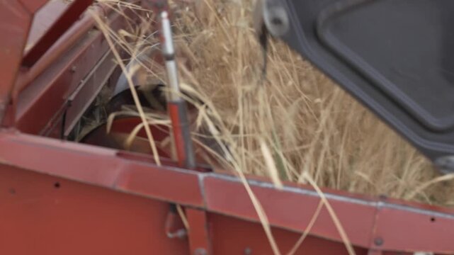 A close-up of a combine harvester cutting wheat. A detailed shot from ground level shows the combine's red header rotating and cutting dry wheat stalks, with wheels and straw unloading visible.