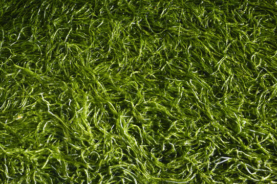 Green atlantic seaweed texture background. 