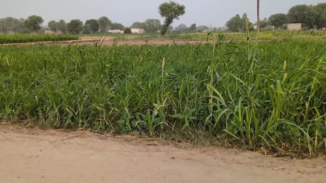 Green crop field in rural village