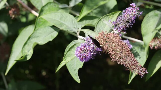Peacock butterfly feeding on buddleja davidii flower