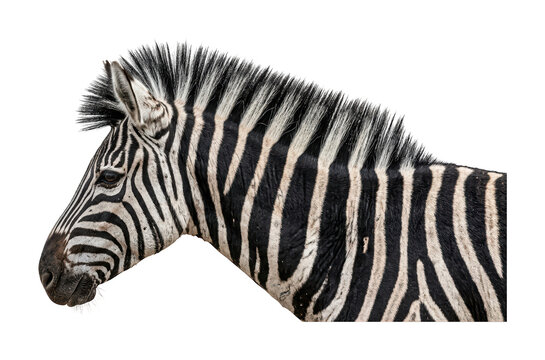 Majestic zebra theme African zebra design Striped zebra theme Wild zebra design Profile Wallpaper Background image