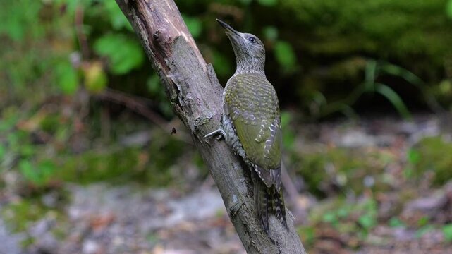 European green woodpecker (Picus viridis), placed on a branch in the forest, isolated on blurred background 