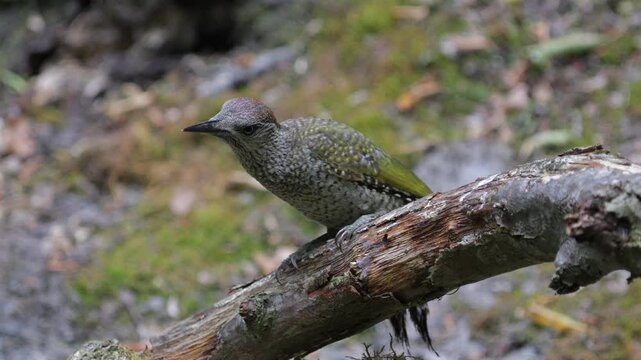 European green woodpecker (Picus viridis), placed on a branch in the forest, isolated on blurred background 