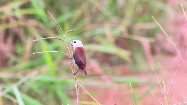 White-headed Munia (Lonchura maja), also known locally as Bondol Haji, Slow-motion 480fps 1080p footage (32 second)