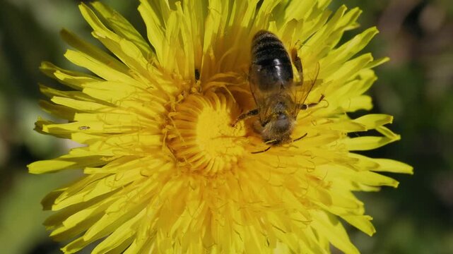 bee on a flower