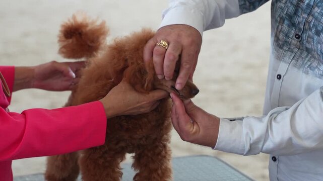 A red-colored poodle dog at a dog show, with its conformation being examined by a judge-expert.