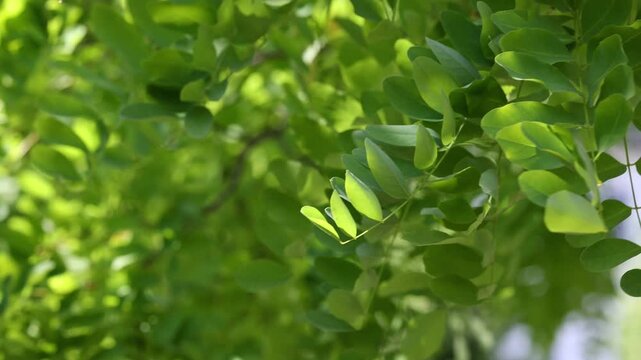 Green tree leaves swaying in the wind on a sunny day
