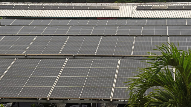 Rows of solar panels align under a clear sky. Metal structure supports the panels securely. Green palm fronds frame the lower right corner. Sunlight reflects off the panel surfaces