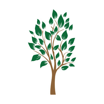 Tree branches, leaf vector, leaf vector, free vector, free tree branch leaves, free leaves.