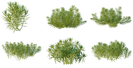 Fototapeta premium Set of Sedum lineare tree, elevation, front view, cutout, transparent background, isolate, Assorted Evergreen Shrubbery - Diverse Green Foliage for Landscape Design and Botanical Illustration