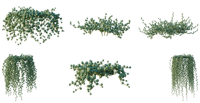 Set of Senecio rowleyanus tree, elevation, front view, cutout, transparent background, isolate, Variety of String of Pearls Plant Arrangements - Perfect for Home Decor and Botanical Designs