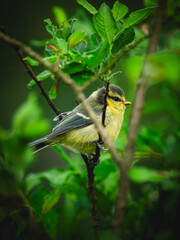 A vibrant yellow and blue tit perching peacefully on a slender tree branch amidst lush green foliage, showcasing its delicate features and natural habitat in a serene outdoor setting. © Jan