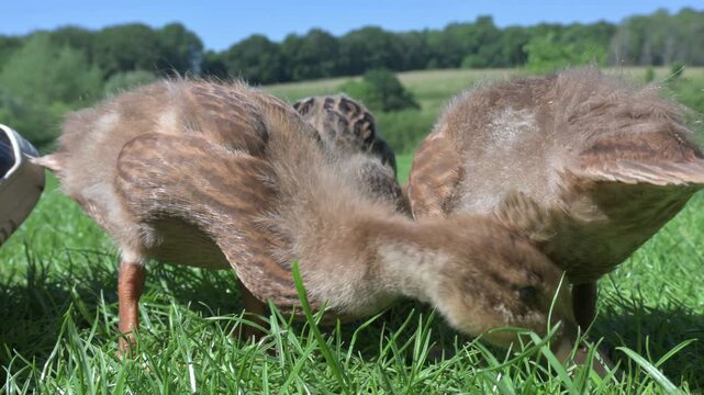 Mallard Duck (Anas platyrhynchos) Ducklings very close to the camera, and the photographer's foot. June, Kent, UK [Half speed]