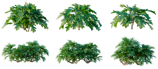 Set of Philodendron xanadu tree, elevation, front view, cutout, transparent background, isolate, Collection of Lush Green Tropical Bushes - Perfect for Landscaping & Game Development Assets © DH Tree Stock