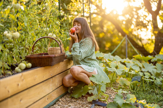 Woman Smelling Fresh Tomato in Raised Vegetable Garden