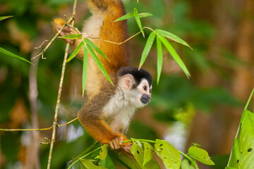 Squirrel monkey © John