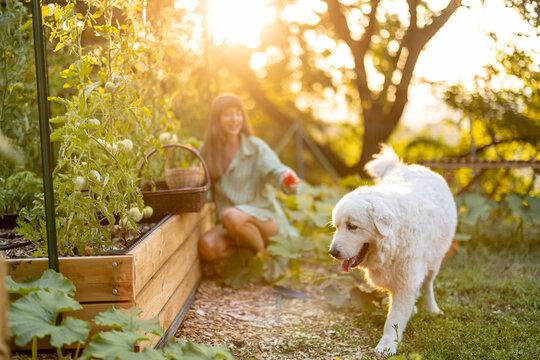 Maremma Sheepdog Walking Through Backyard Vegetable Garden