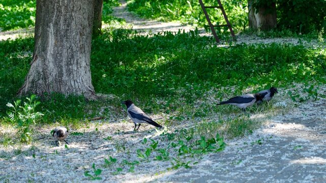 Several hooded crows search for food on a green lawn covered with white poplar fluff in a park.