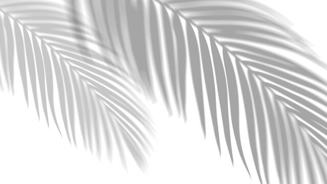 Shadow overlay effect of realistic tropical palm leaves on PNG transparent background. Black white coconut leaf blur shadow and sunlight, summer decorative elegant backdrop. Vector illustration.