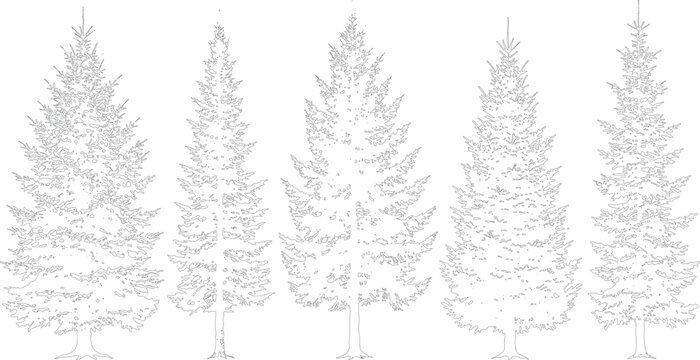 Collection of five stylized evergreen trees, line art drawing on transparent background, detailed graphic, nature, outdoor elements.
