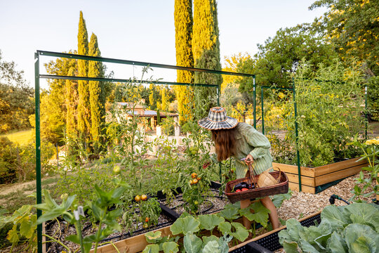 Woman Carrying Fresh Harvest Basket in Raised Vegetable Garden
