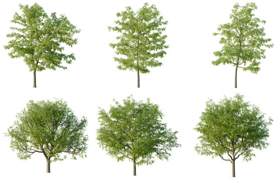 Set of Gleditsia triacanthos tree, elevation, front view, cutout, transparent background, isolate