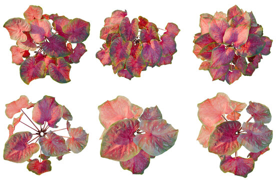Set of  Caladium red Flash tree plan, top view, cutout, transparent background, isolate, Vibrant Pink Geranium Leaves - Collection of Views for Design and Botanical Illustration