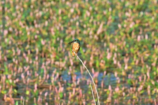 Common Kingfisher, Alcedo atthis, perched above a wetland