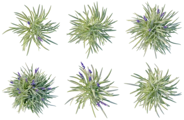 Set of Liriope muscari tree plan, top view, cutout, transparent background, isolate, Stylized Ornamental Grasses with Lavender Blooms - A Collection of Unique Plant Illustrations © Peter Hai