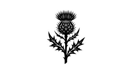 Thistle Plant Illustration with Detailed Leaves and Spiky Center Featuring Botanical, Nature, Flora with Drawing and Black © Firoz
