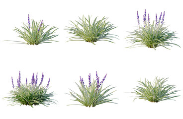 Set of Liriope muscari tree elevation, front view, cutout, transparent background, isolate, Collection of ornamental grass bushes with purple flower spikes - perfect for landscaping design © Peter Hai