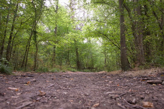 Helpston, Peterborough, Cambridgeshire, England - July 13 2026: Rice Wood - Woodland Path Through Deciduous Trees