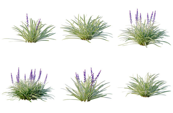 Set of Liriope muscari tree elevation, front view, cutout, transparent background, isolate, Collection of ornamental grass bushes with purple flower spikes - perfect for landscaping design