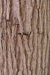 Helpston, Peterborough, Cambridgeshire, England - July 13 2026: Rice Wood - Rough Tree Bark Close Up Texture © Michael