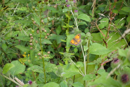 Helpston, Peterborough, Cambridgeshire, England - July 13 2026: Rice Wood - Gatekeeper Butterfly Resting on Spear Thistle in Wildflower Meadow Margin