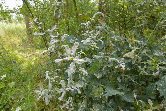 Helpston, Peterborough, Cambridgeshire, England - July 13 2026: Rice Wood - Powdery Mildew Fungal Disease Coating Oak Sapling Leaves at Woodland Edge