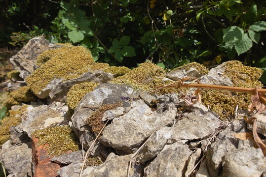 Helpston, Peterborough, Cambridgeshire, England - July 13 2026: Rice Wood &ndash; Moss-Covered Limestone Rock Pile with Woodland Shrub Background