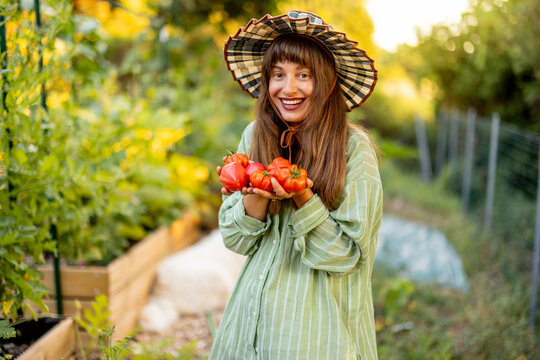 Woman Holding Fresh Heirloom Tomatoes in Raised Vegetable Garde
