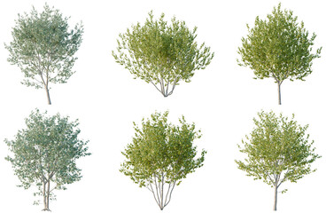Fototapeta premium Set of Betula utilis jacquemontii tree, elevation, front view, cutout, transparent background, isolate, Six lush green trees with detailed foliage and trunk - perfect for landscaping design